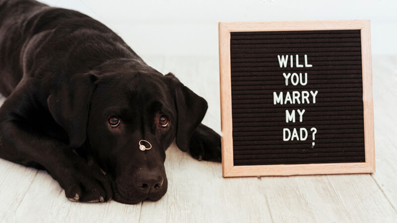 Cute Animal Proposal with dog