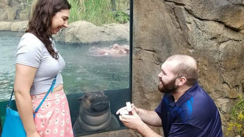 Cute Animal Proposal - Zoo Proposals